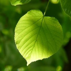 Lipová alej padla: modernizace osvětlení a rozšíření silnice ji zařadily do historie