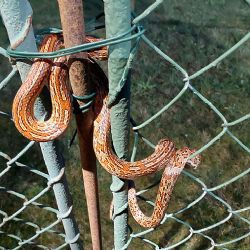 Hasiči zachraňovali vzácnou užovku